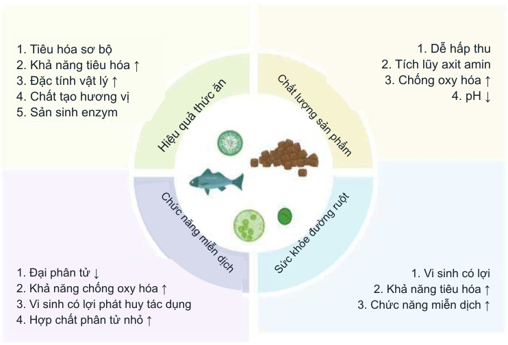 Hình 1. Lợi ích của thức ăn lên men đối với động vật thủy sản.