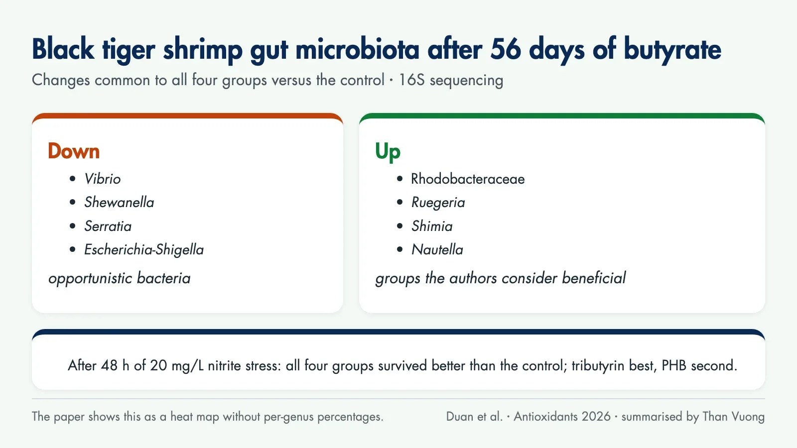 Diagram of gut microbiota changes in black tiger shrimp after 56 days of butyrate: Vibrio, Shewanella, Serratia and Escherichia-Shigella down; Rhodobacteraceae, Ruegeria, Shimia and Nautella up; after nitrite stress all four groups survived better than the control