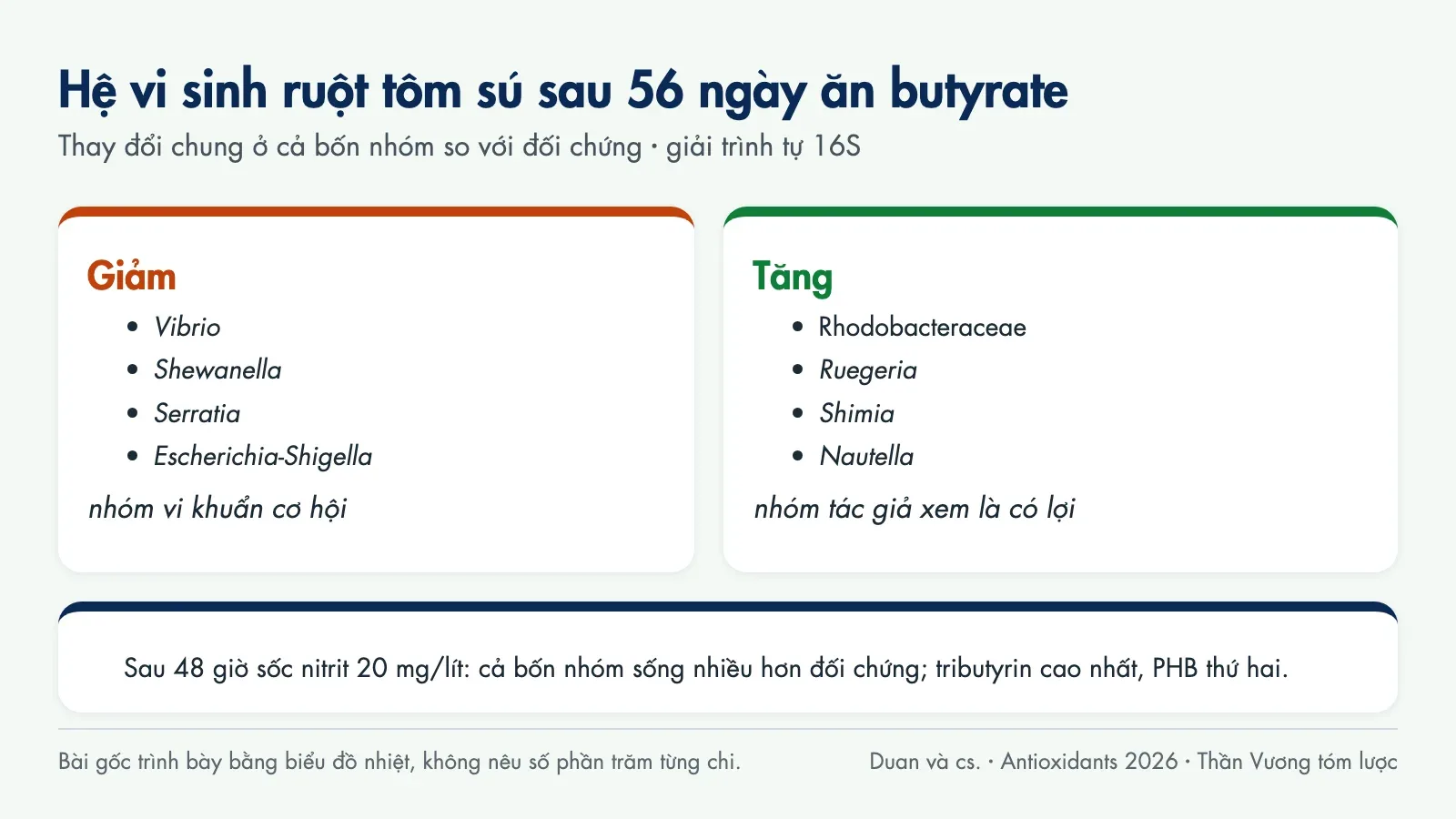 Sơ đồ thay đổi hệ vi sinh ruột tôm sú sau 56 ngày ăn butyrate: Vibrio, Shewanella, Serratia, Escherichia-Shigella giảm; Rhodobacteraceae, Ruegeria, Shimia, Nautella tăng; sau sốc nitrit cả bốn nhóm sống nhiều hơn đối chứng