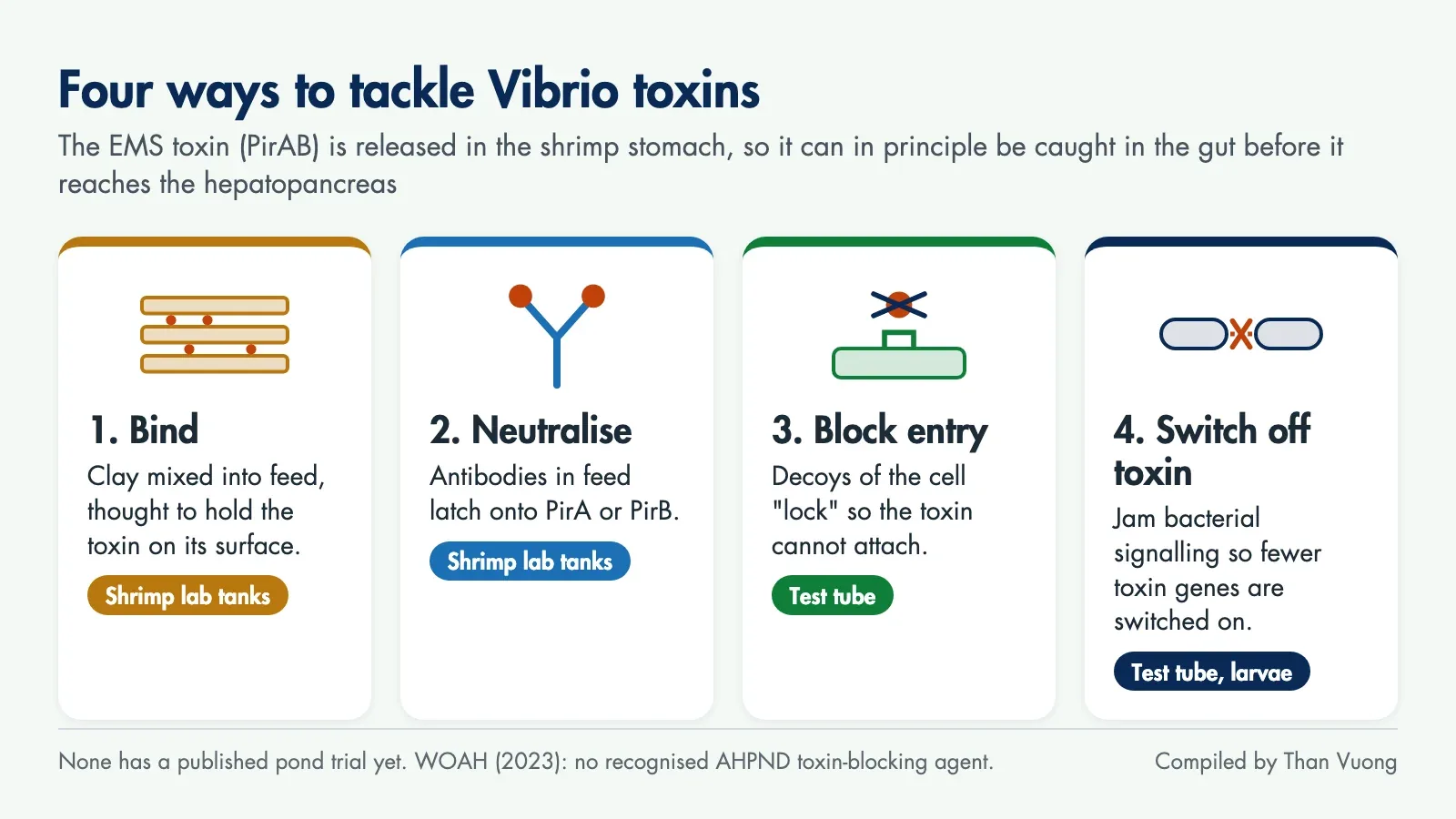 Diagram of four approaches: binding with clay, neutralising with antibodies, blocking where the toxin attaches, and reducing toxin production; the first two have been tested in whiteleg shrimp tanks, the last two only in test tubes and larvae