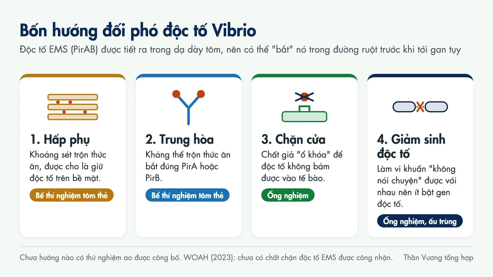Sơ đồ bốn hướng: hấp phụ bằng khoáng sét, trung hòa bằng kháng thể, chặn chỗ độc tố bám vào tế bào, giảm sinh độc tố; hai hướng đầu đã thử trong bể tôm thẻ, hai hướng sau mới ở ống nghiệm và ấu trùng