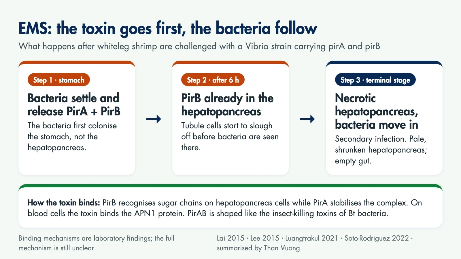 Three-step diagram: bacteria settle in the stomach and release PirA and PirB; after 6 hours PirB reaches the hepatopancreas and tubule cells slough; in the terminal stage the hepatopancreas is necrotic and bacteria invade