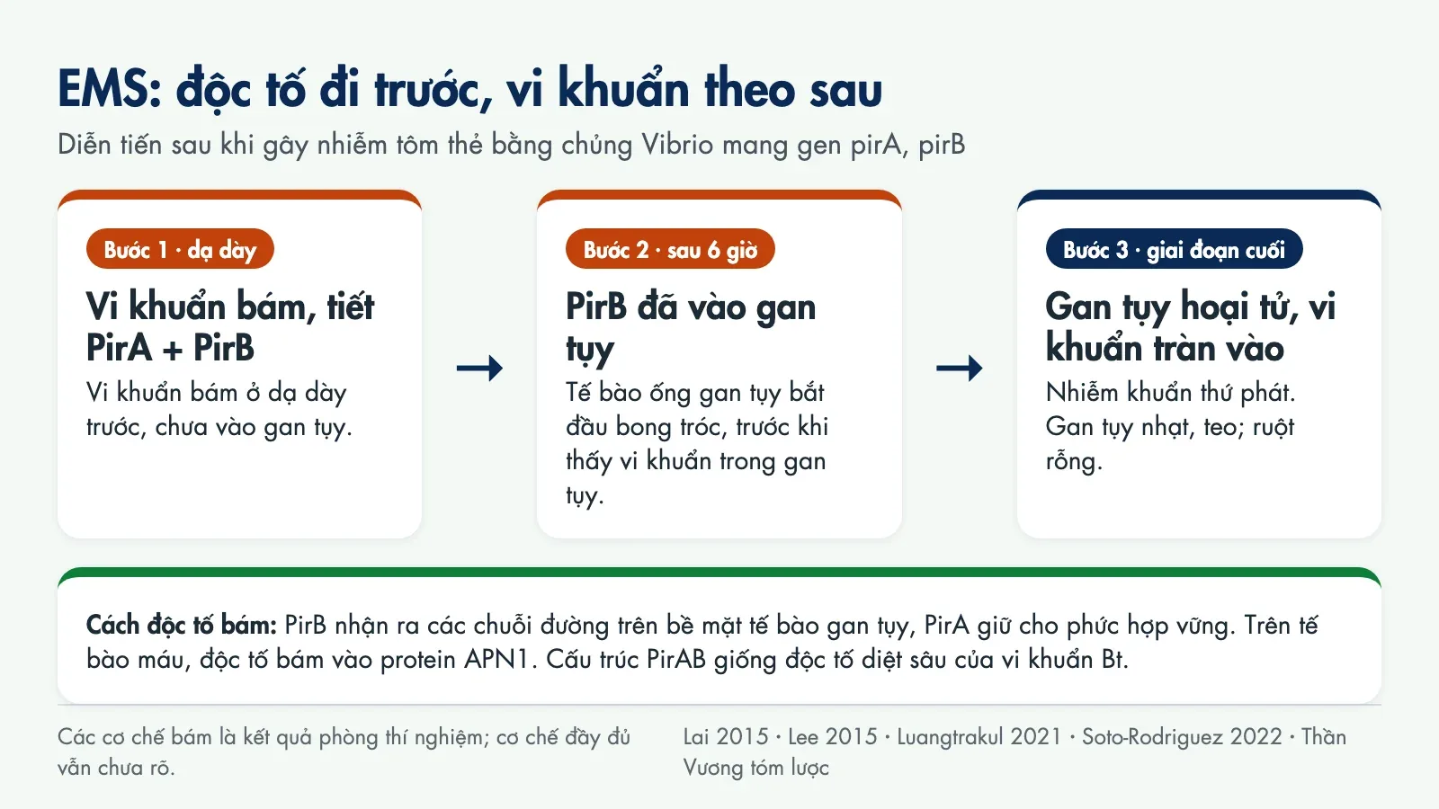 Sơ đồ ba bước: vi khuẩn bám ở dạ dày và tiết PirA, PirB; sau 6 giờ PirB đã vào gan tụy làm tế bào ống bong tróc; giai đoạn cuối gan tụy hoại tử, vi khuẩn tràn vào