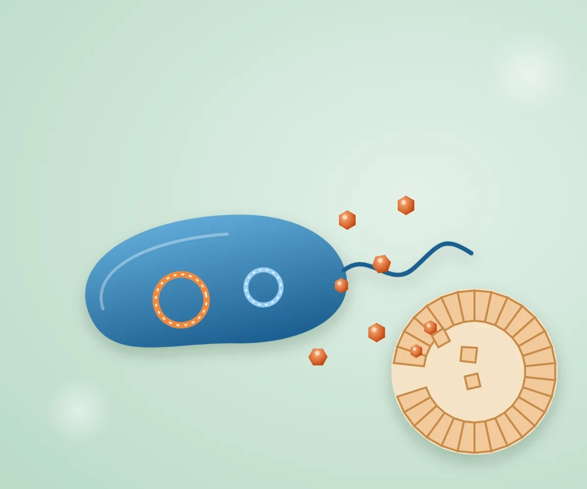 The Vibrio toxins behind EMS and TPD: the bacteria kill shrimp only when they carry the PirAB or VHVP-2 toxin genes