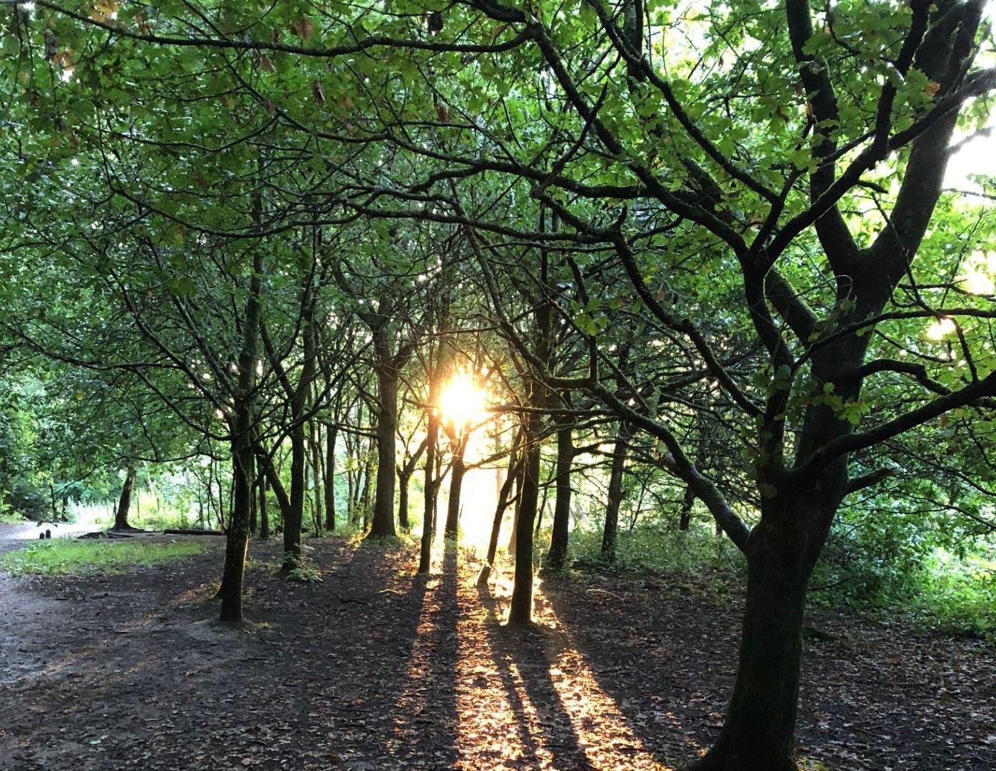 Sunlight trees 2316.jpg