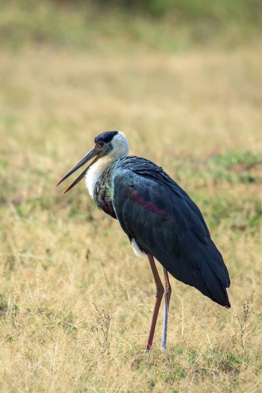 Safari wildlife