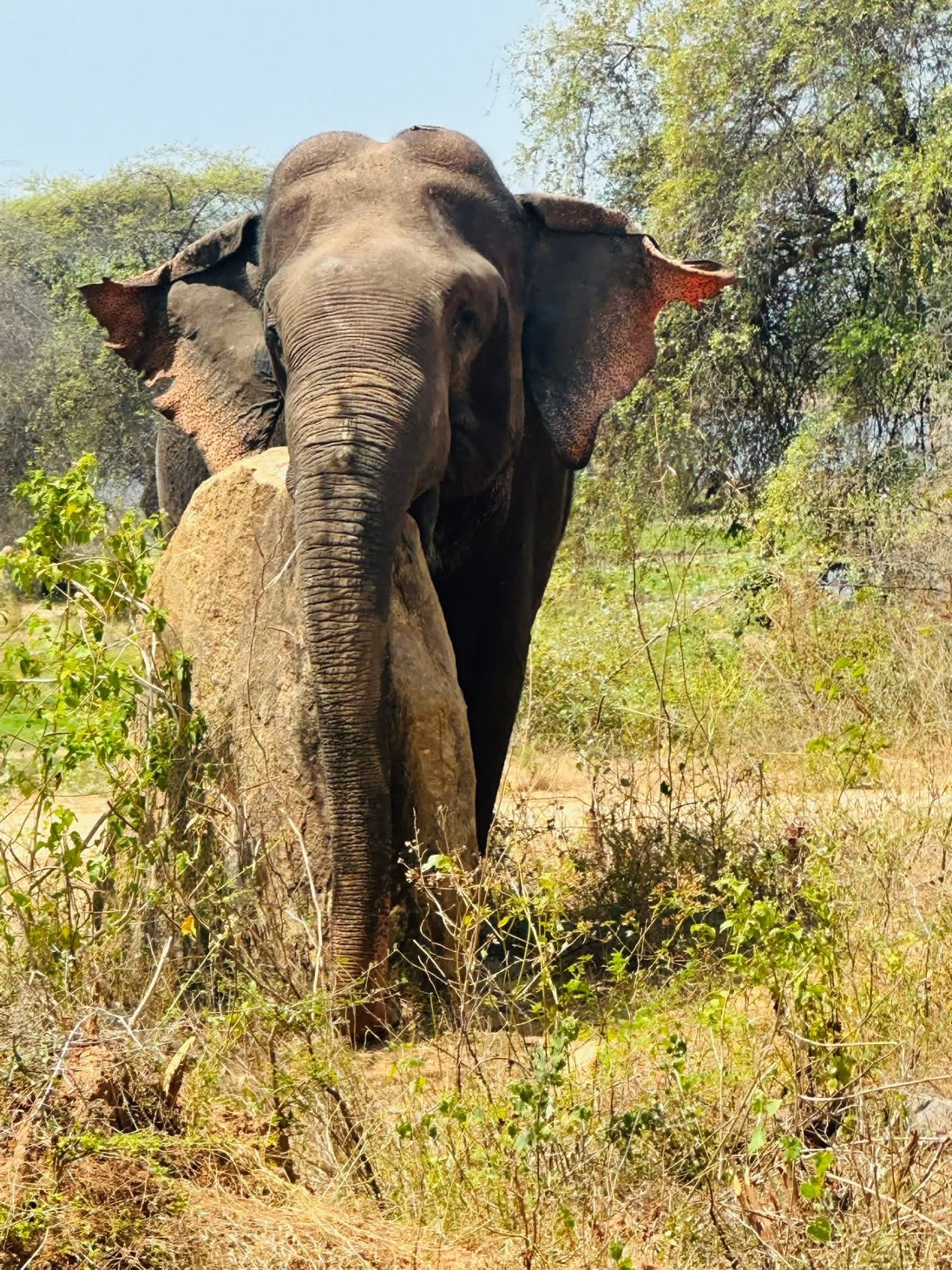 Safari wildlife