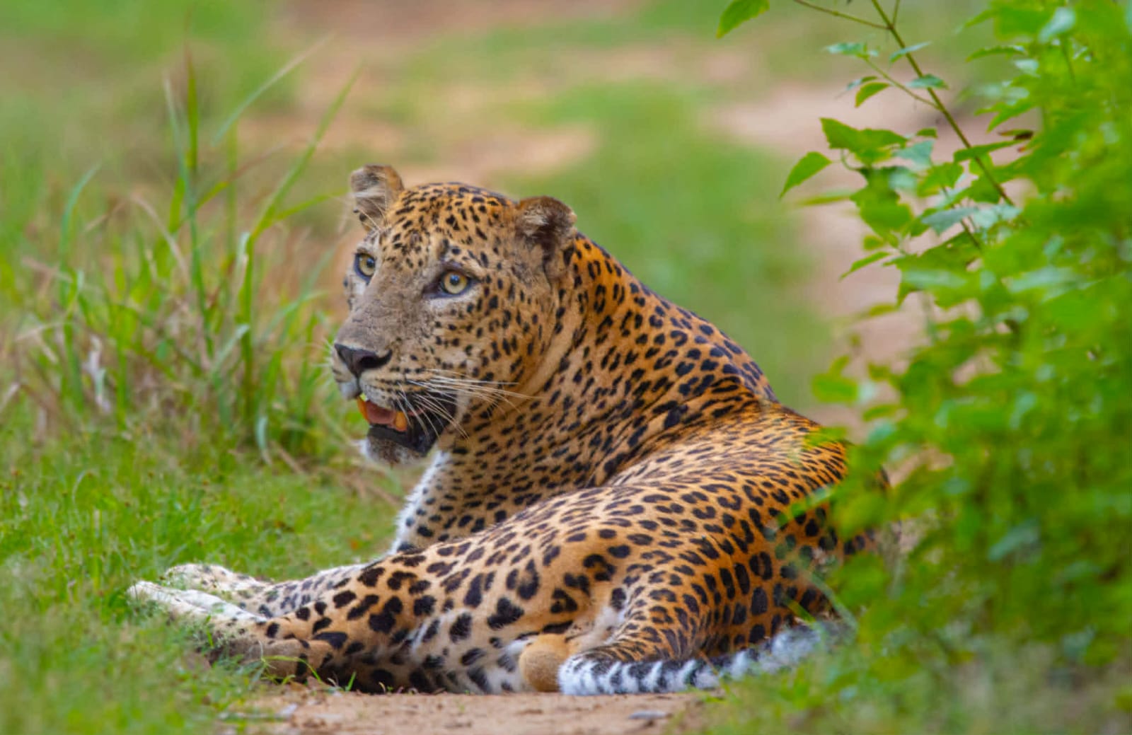 Full Day Safari Experience