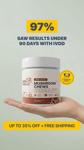 Dachshund IVDD ad