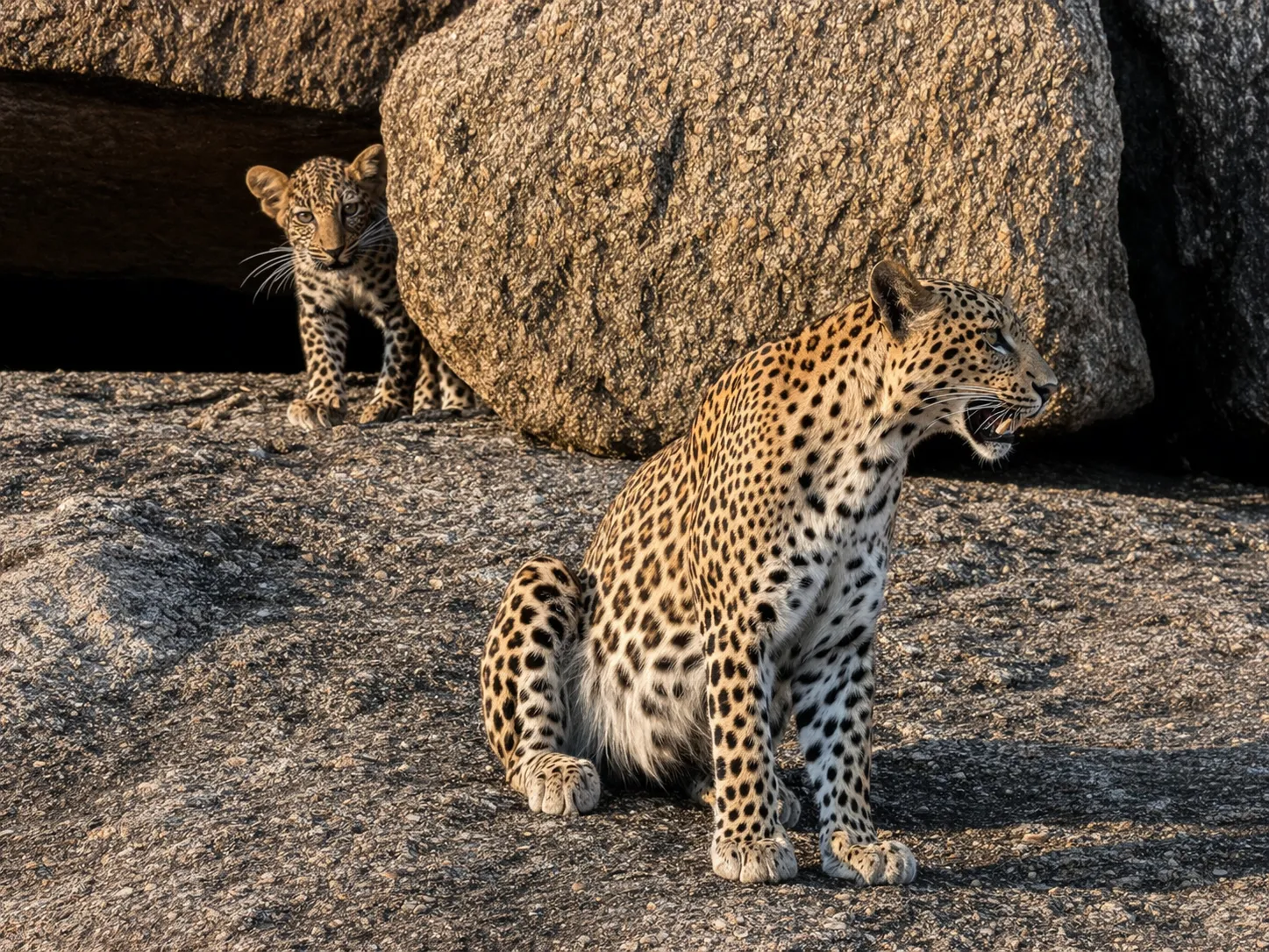 Premium Sunset Leopard Safari thumbnail 3