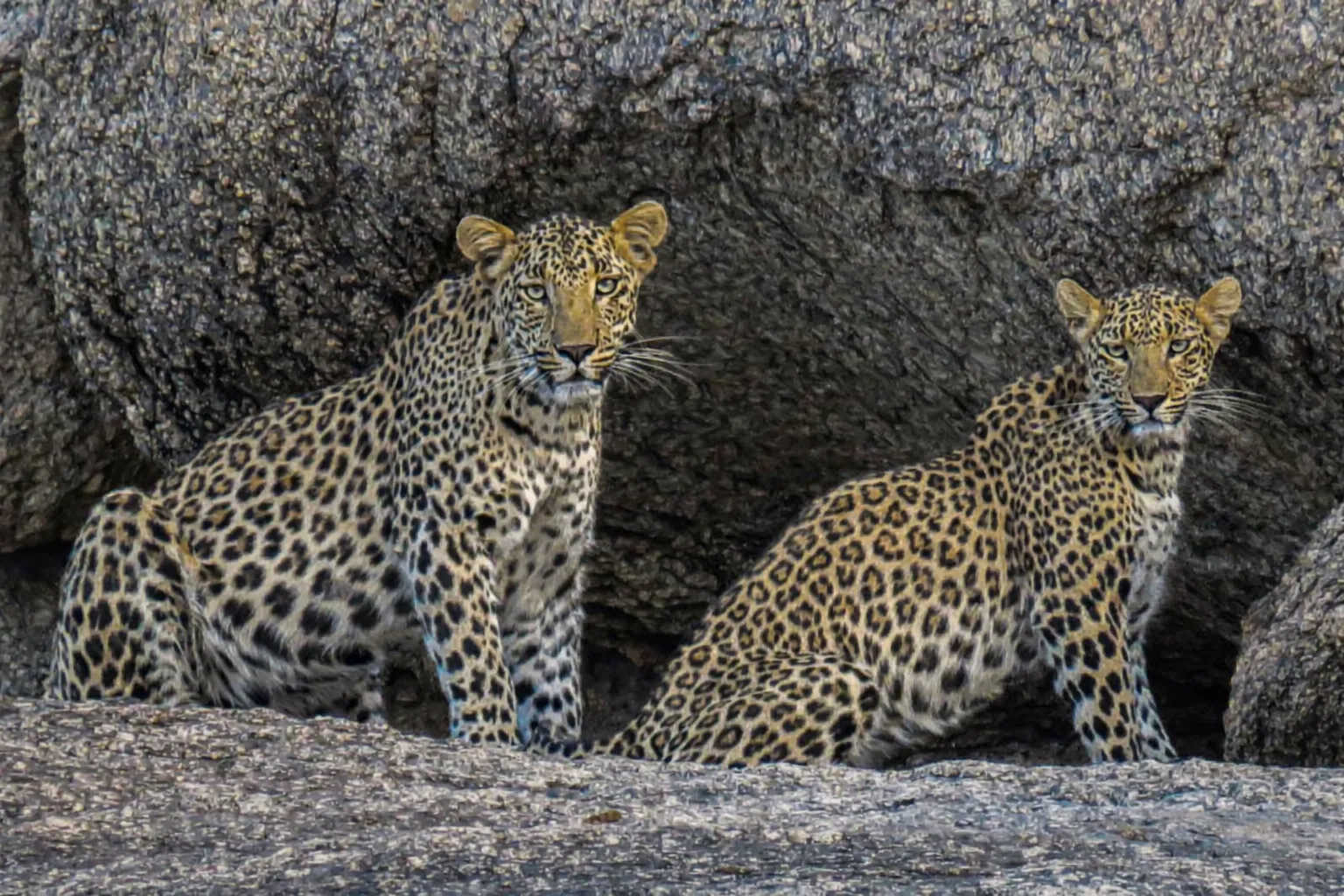 Private Full-Day Safari thumbnail 4