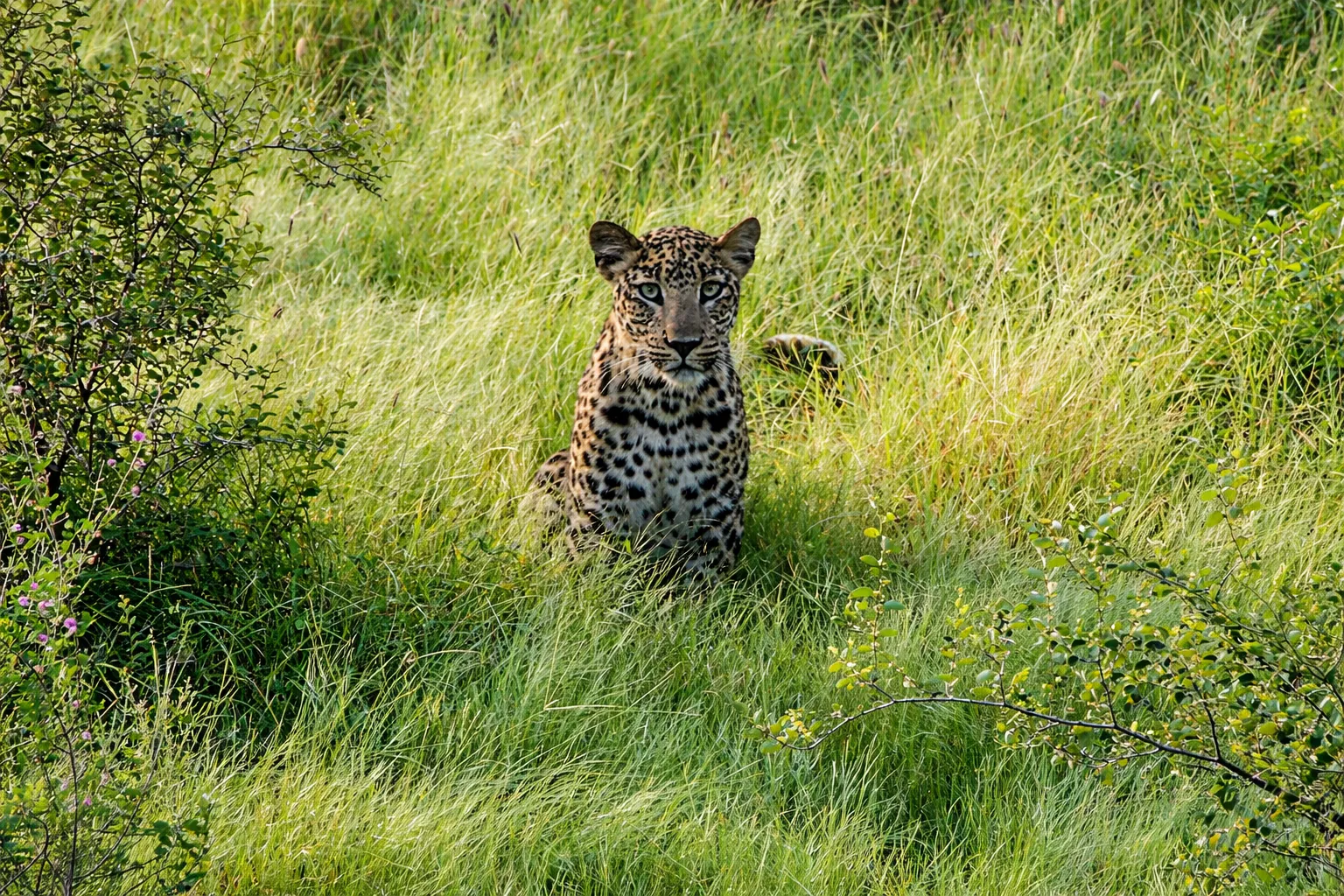 Private Full-Day Safari thumbnail 3