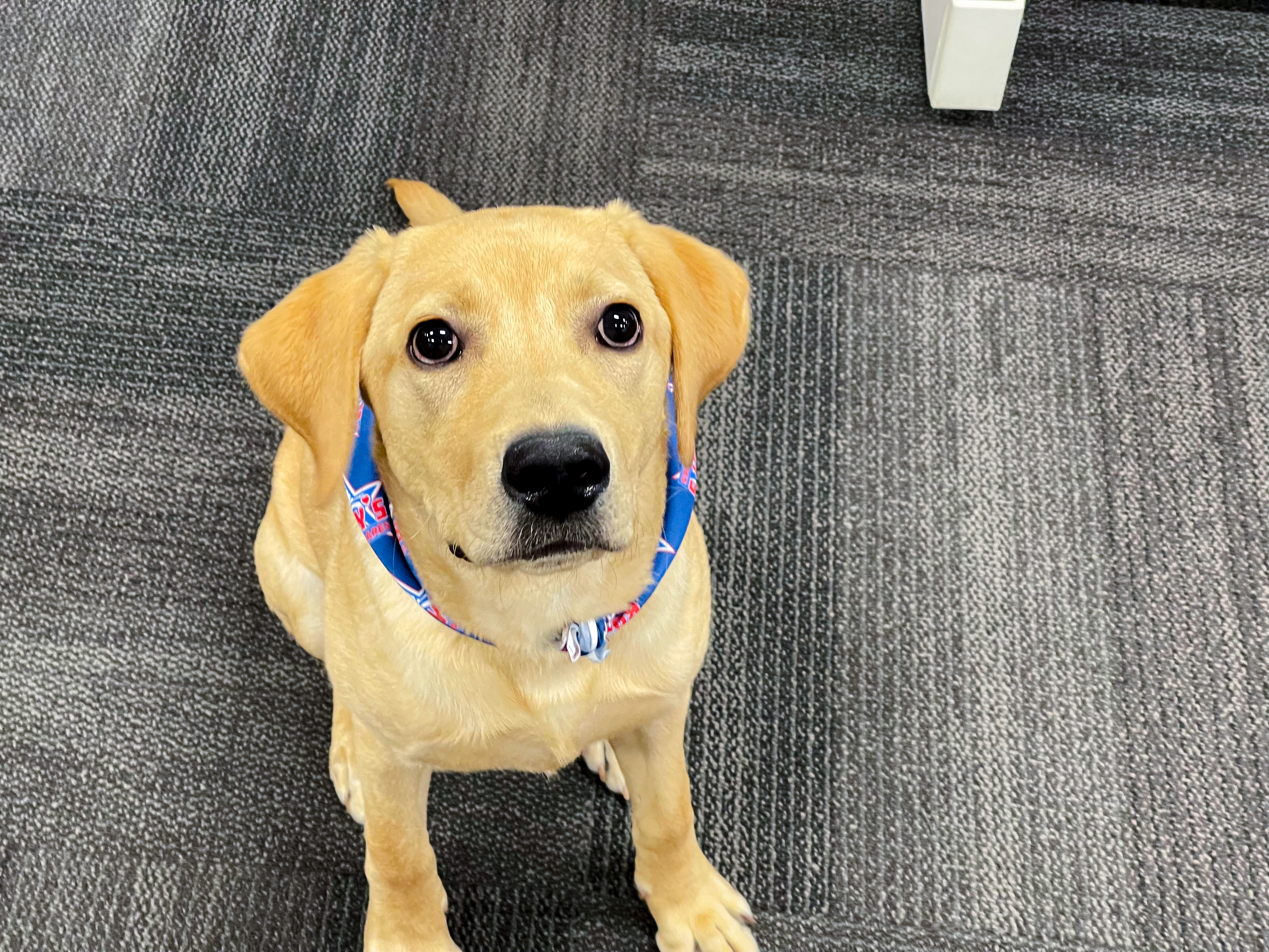 Experience a service that feels like home with Roy's Plumbing, Heating, Cooling & Electrical, where even our furry friends find comfort.