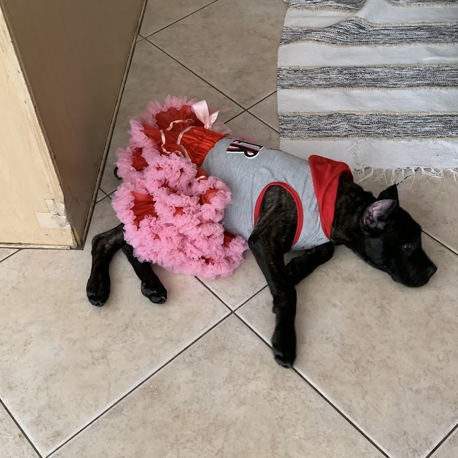 Belle Air celebrates comfort and style, even for our furry friends!