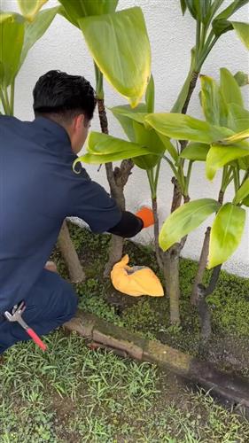 Experience the quality and professionalism of Cole Services with our meticulous plant care expertise.