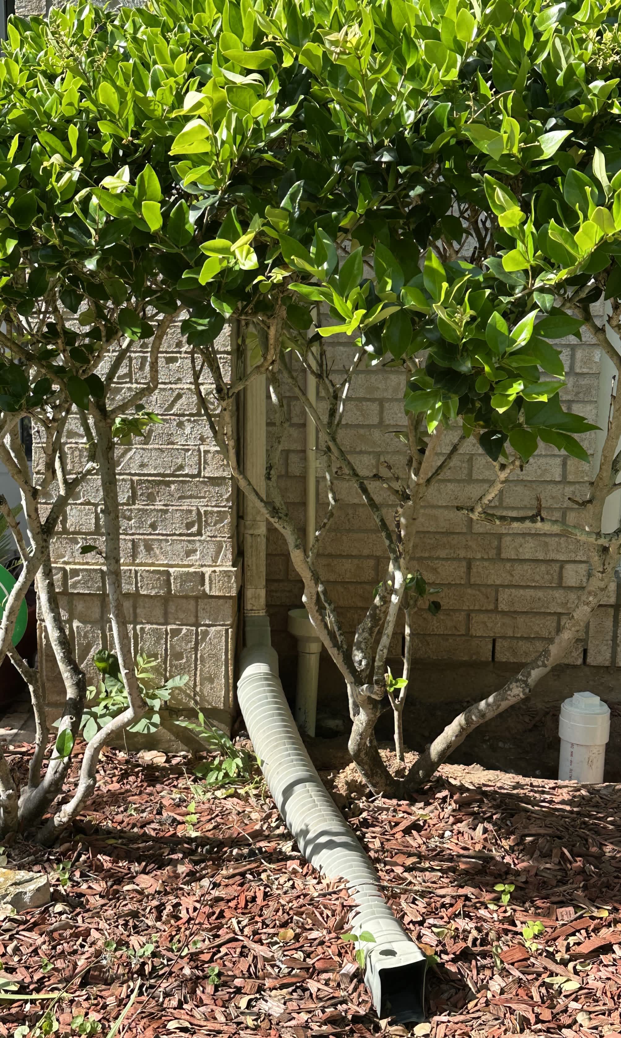 Protect your home from water damage with reliable drain management, as shown by Abacus Plumbing, Air Conditioning & Electrical handling exterior runoff professionally.