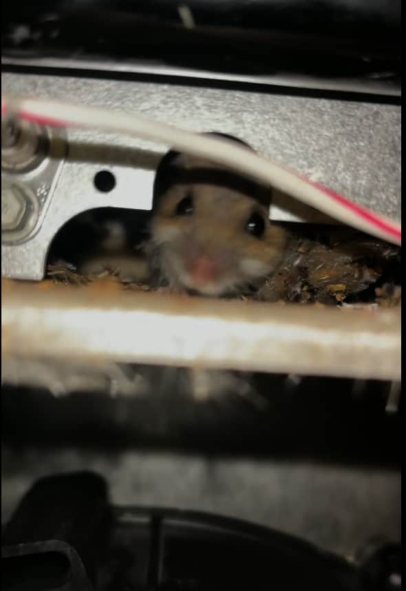 Ensure your home systems are free from unwanted guests with WireNut Home Services' reliable maintenance.