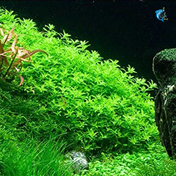 Micra(Hemianthus Micranthemoides)