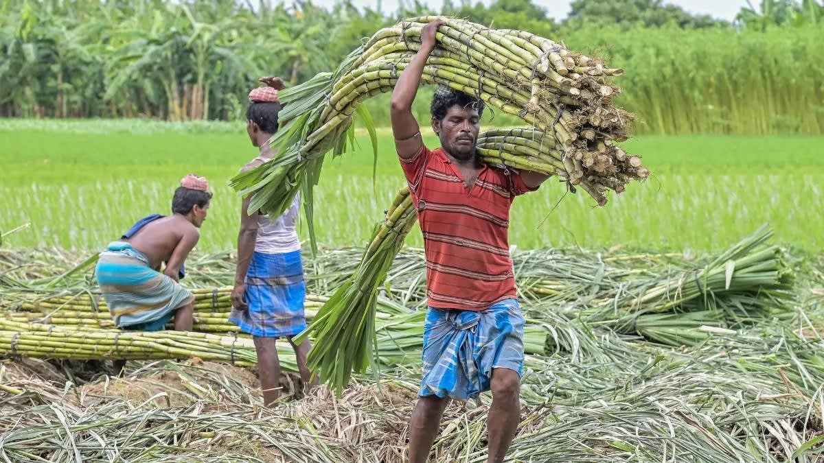 किसानों को अब 425 रुपये प्रति क्विंटल की दर से होगा भुगतान