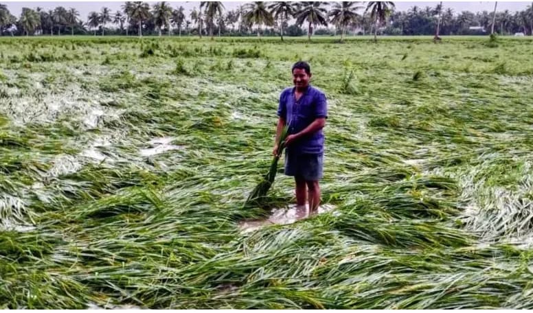 Cyclone Arnab का कहर! गरियाबंद में हजारों एकड़ धान की फसल बर्बादी के कगार पर, पानी में डूबी किसानों की मेहनत