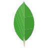 MongoDB