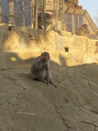 Ape