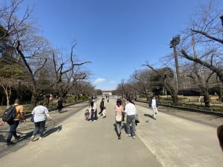 Sakura-dori avenue