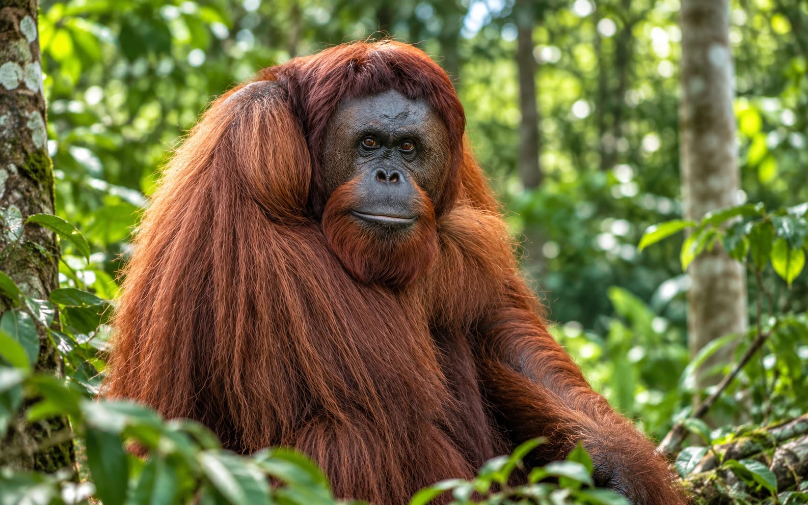 78,5% Titik Panas Kalimantan Berada di Habitat Orangutan, Geopix Beri Peringatan Keras: Rumah Mereka Sedang Terbakar