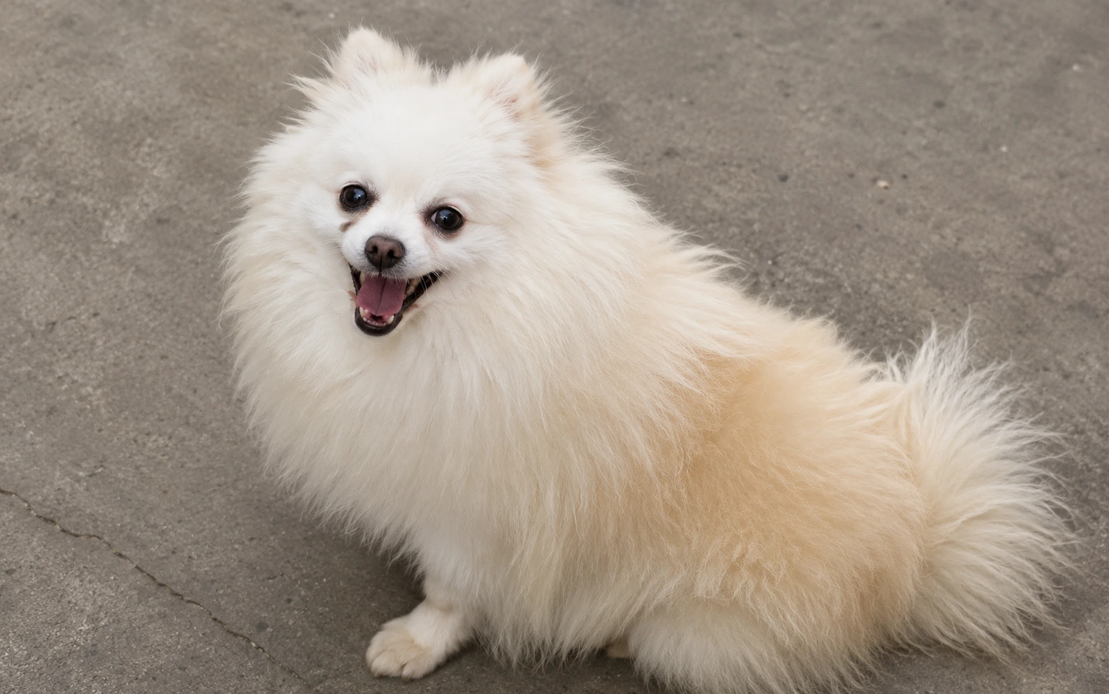 ANJING POMERANIAN DI PET CAFE JAKARTA UTARA DIDUGA DILECEHKAN PELANGGAN