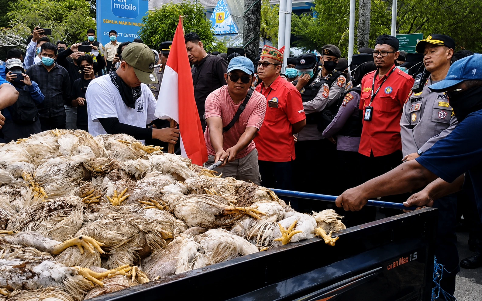 Sekitar 1.500 Ayam Mati, Peternak Tebar Bangkai di Kantor PLN Palangka Raya