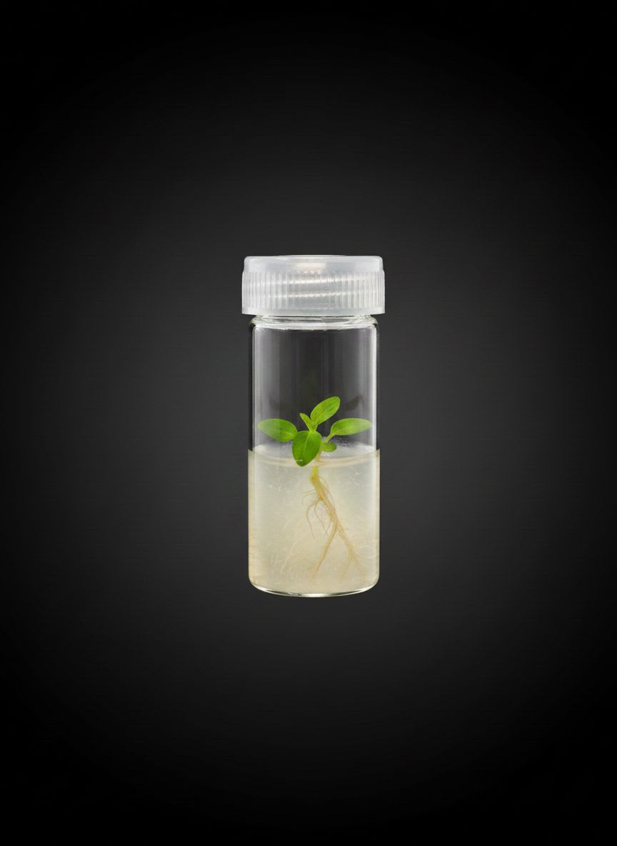 Frasco de vidrio 50ml — foto 3