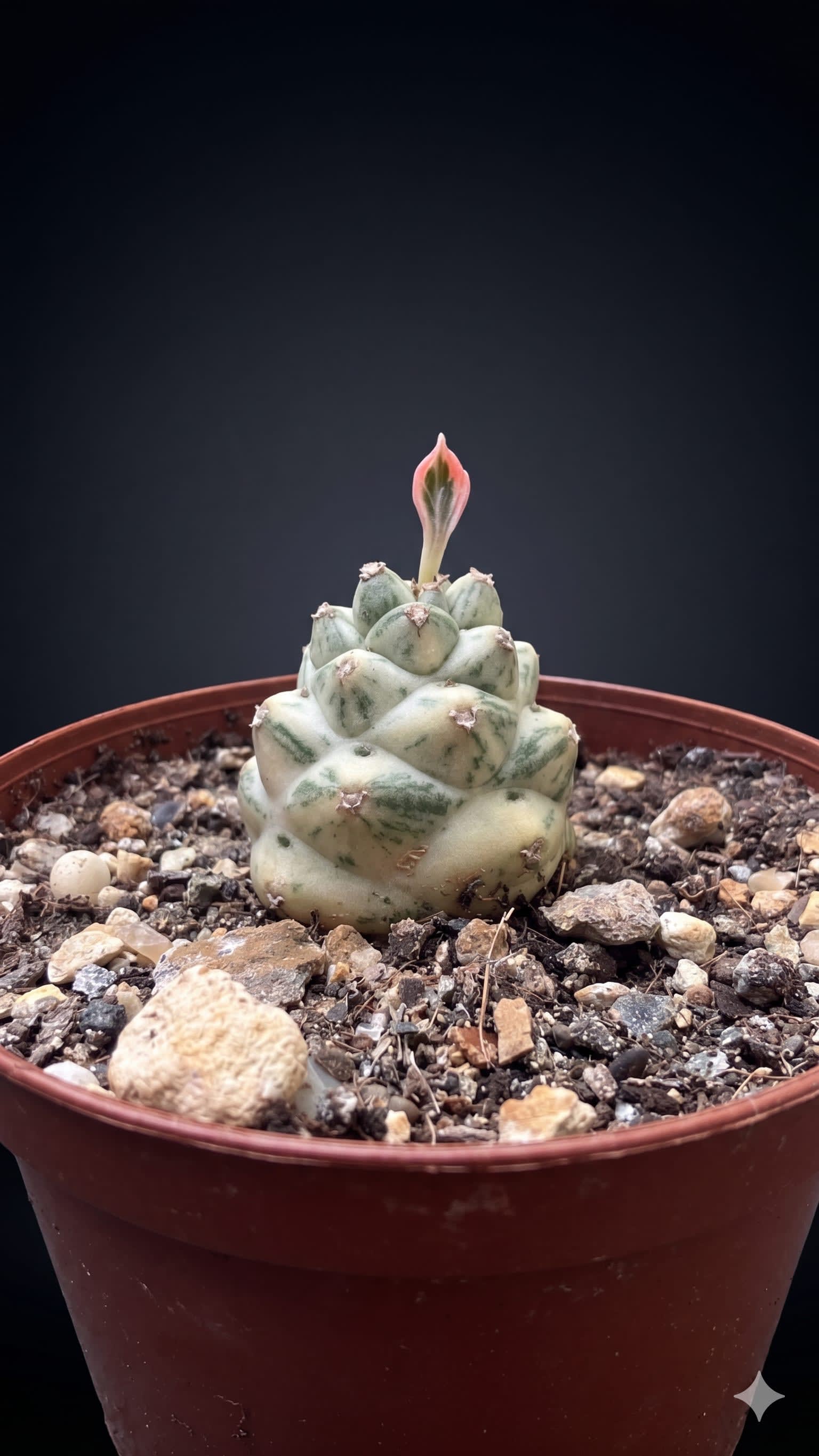 Monadenium ritchiei — Jardín Roca Negra