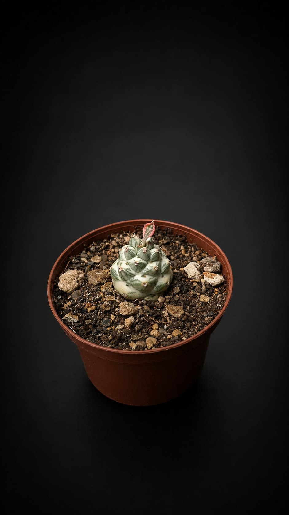 Monadenium ritchiei — foto 2