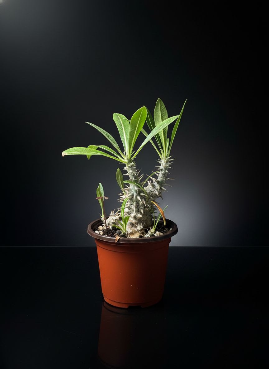 Pachypodium densiflorum — Jardín Roca Negra