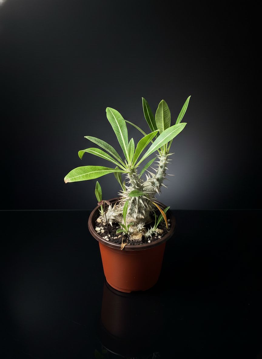 Pachypodium densiflorum — foto 3