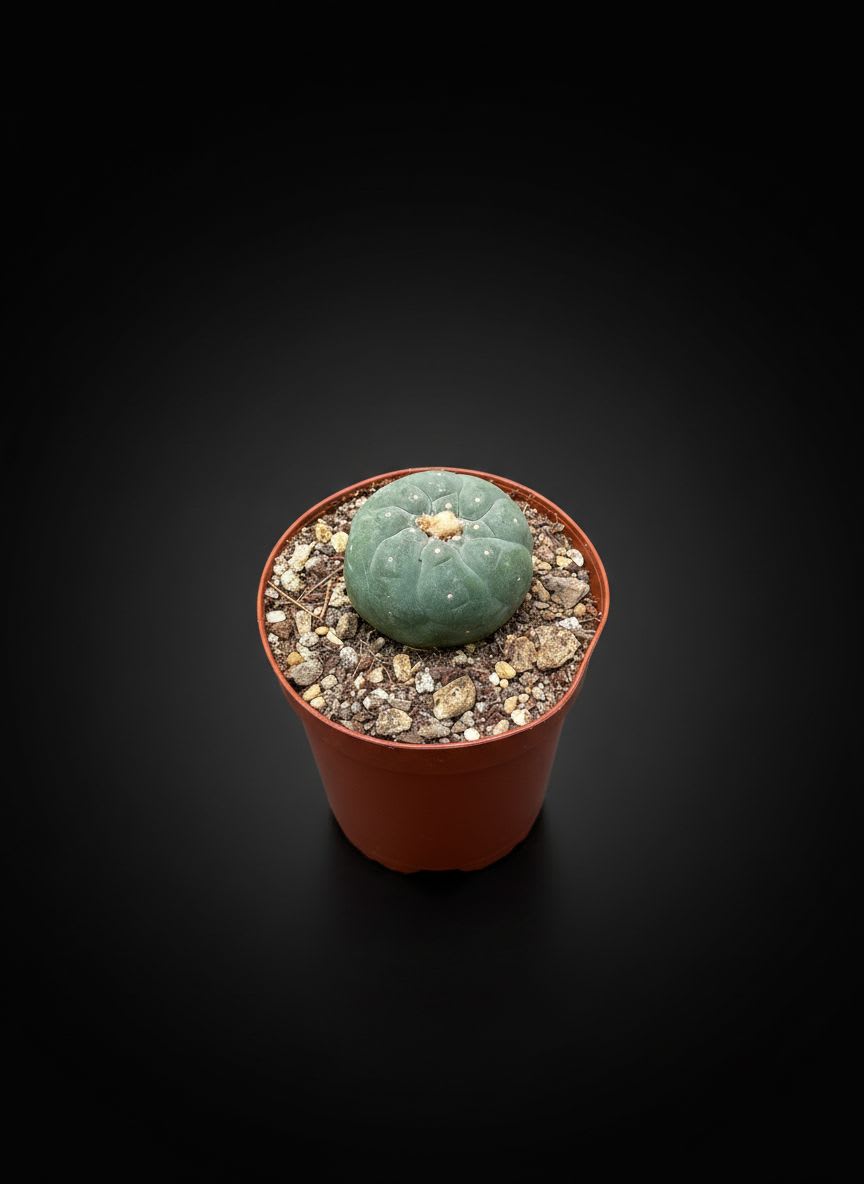 Lophophora williamsii — foto 2