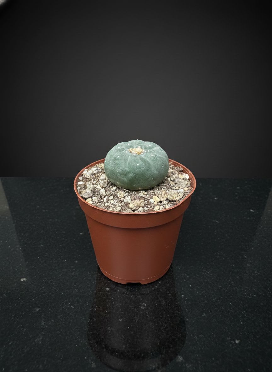 Lophophora williamsii — Jardín Roca Negra