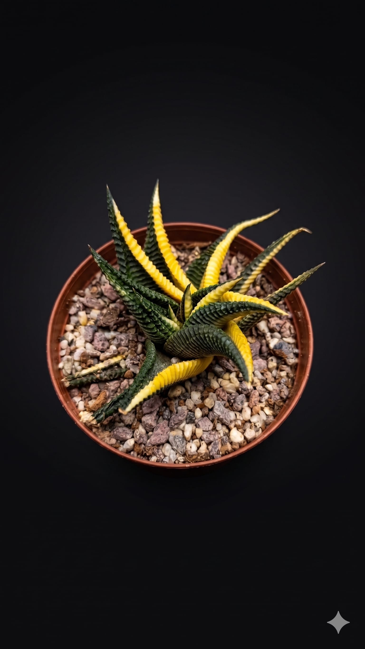 Haworthiopsis limifolia — Jardín Roca Negra