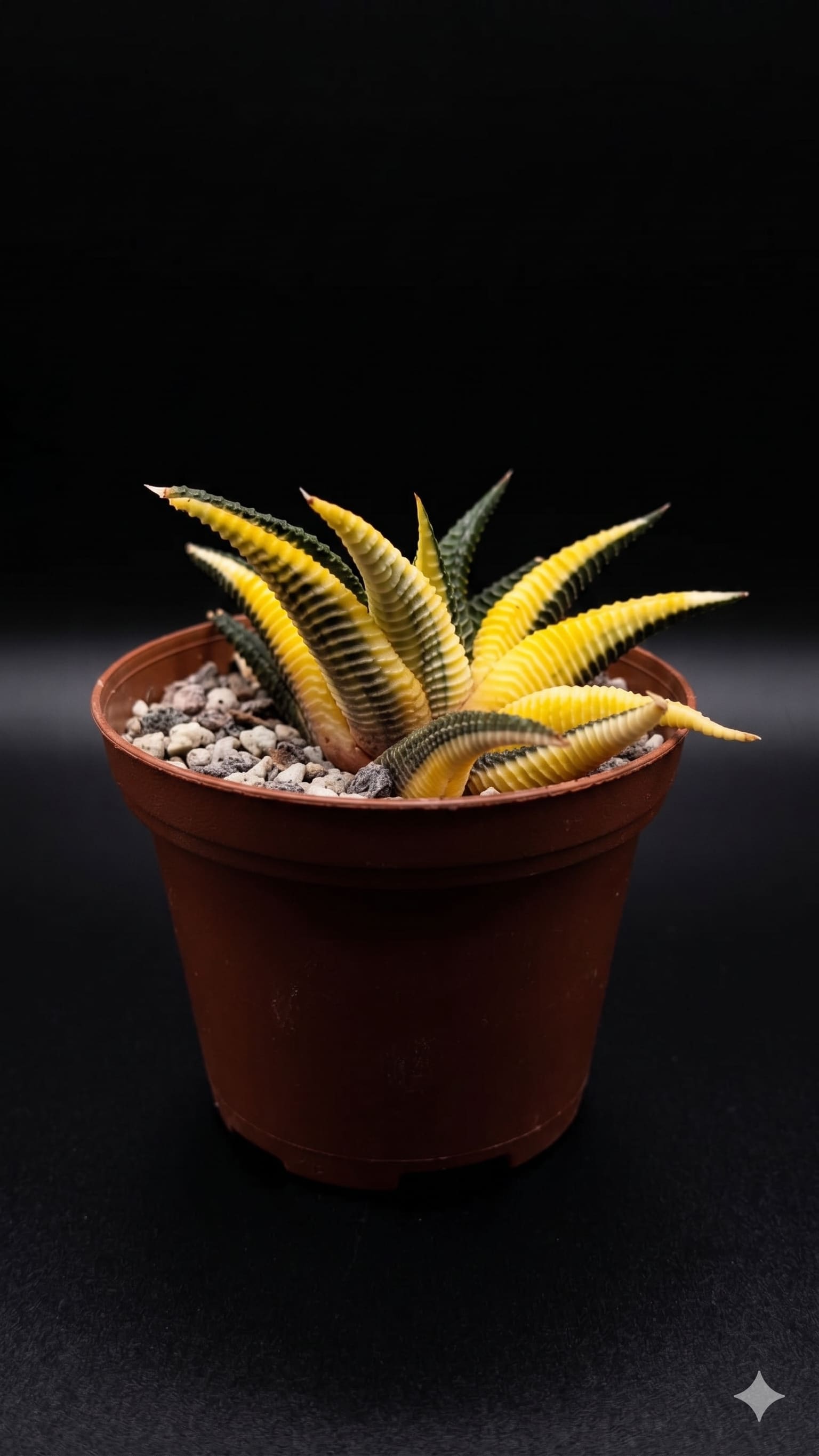 Haworthiopsis limifolia — foto 3