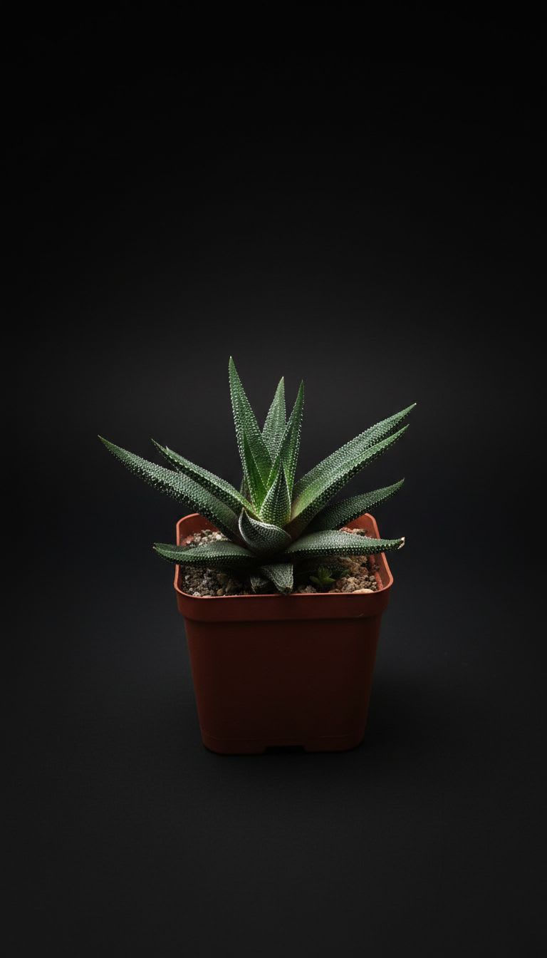 Haworthiopsis attenuata — foto 2