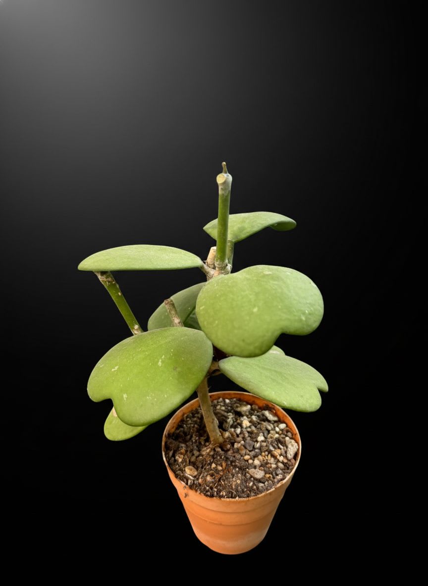 Hoya kerrii — foto 2