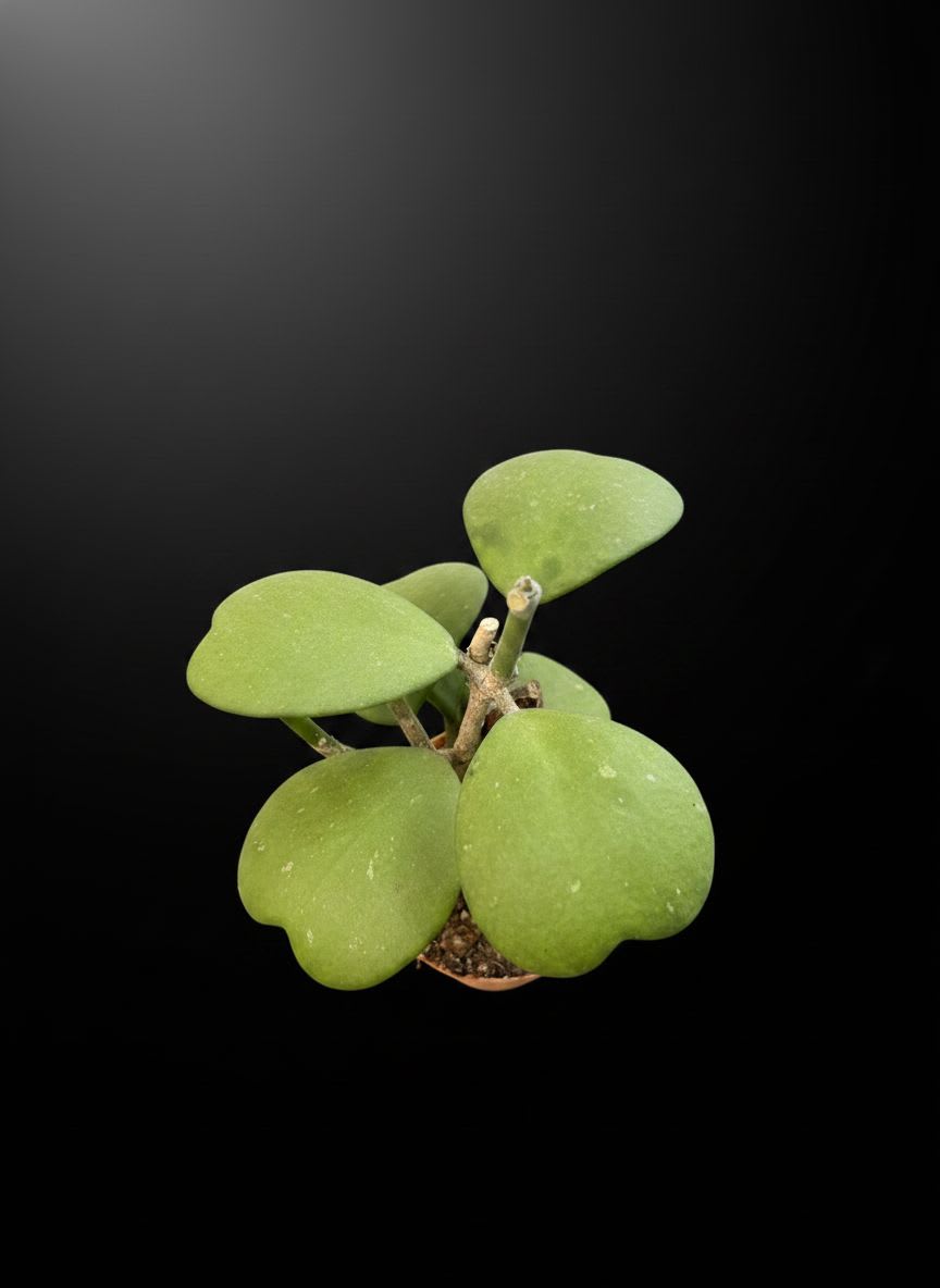 Hoya kerrii