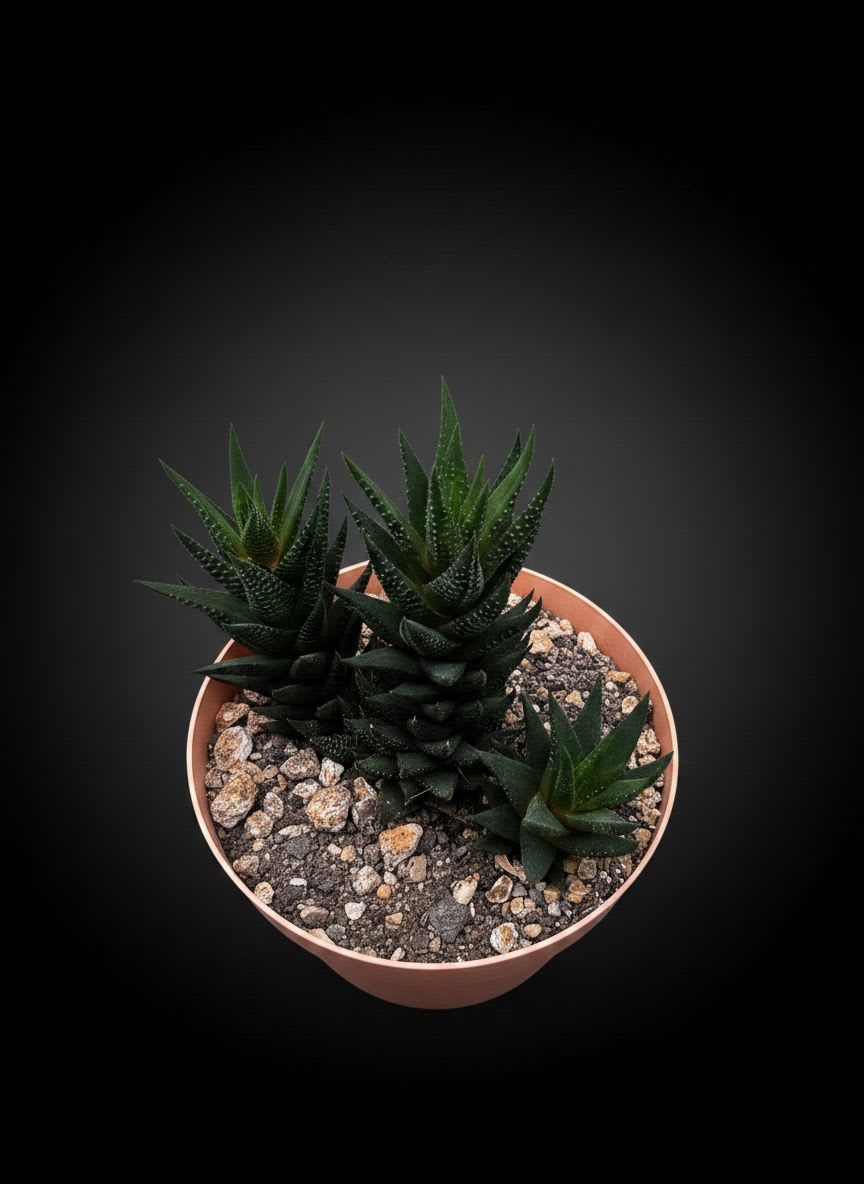 Haworthiopsis coarctata x — foto 2