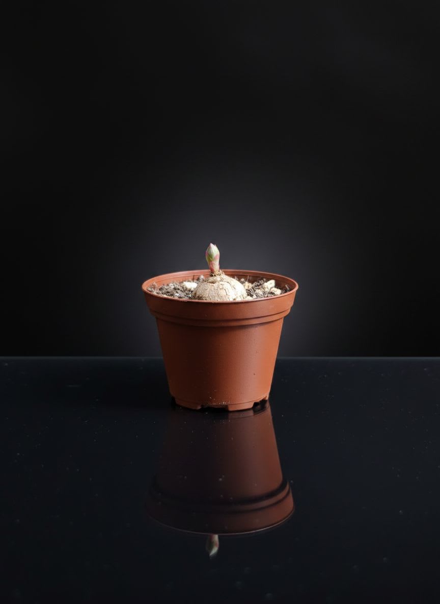 Euphorbia rapulum — foto 2