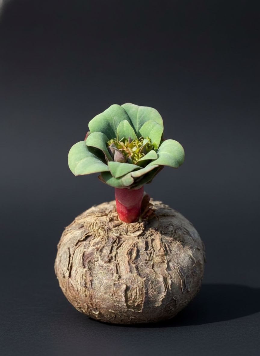 Euphorbia rapulum — foto 3