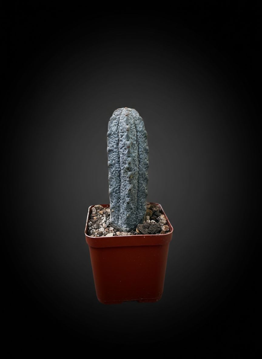 Euphorbia abdelkuri