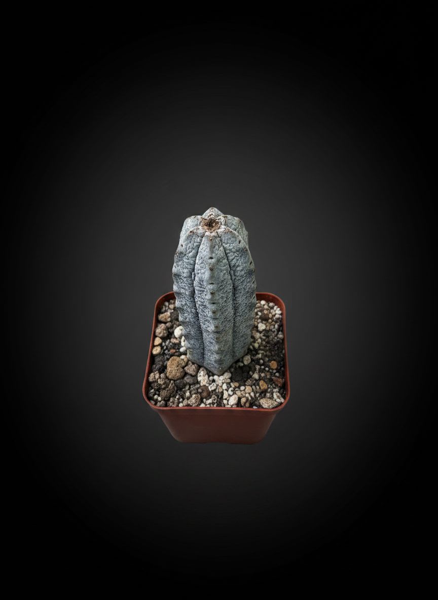 Euphorbia abdelkuri — foto 2