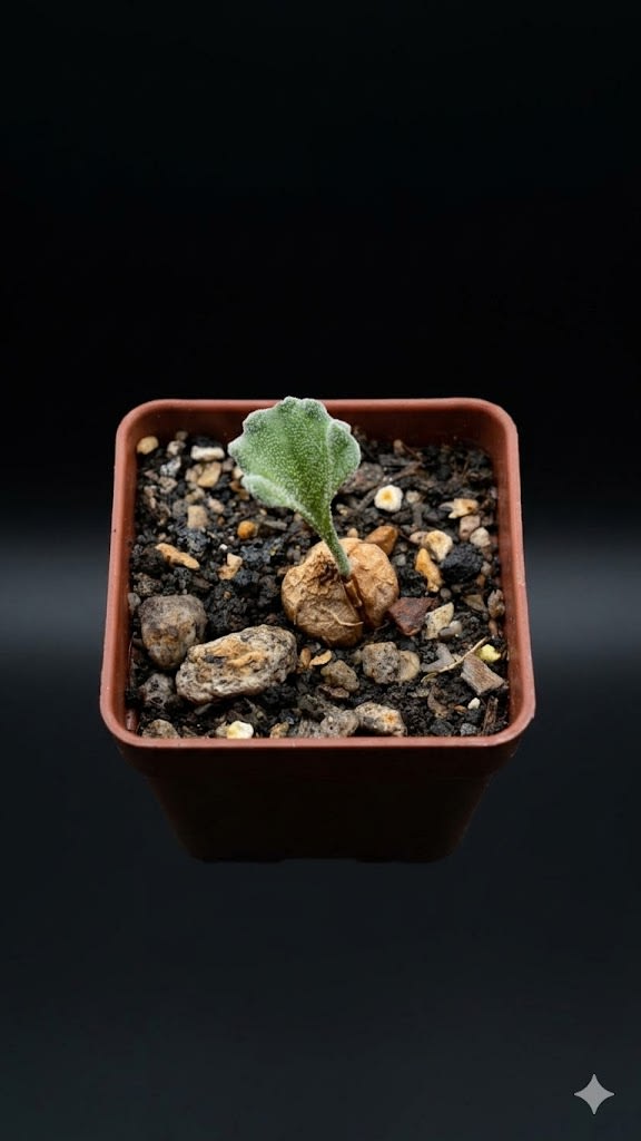 Eriospermum titanopsoides — foto 2