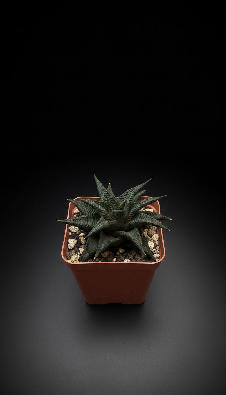 Haworthiopsis limifolia — foto 2
