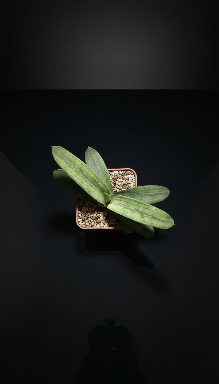 Gasteria batesiana